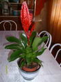 Vriesea Duvaliana